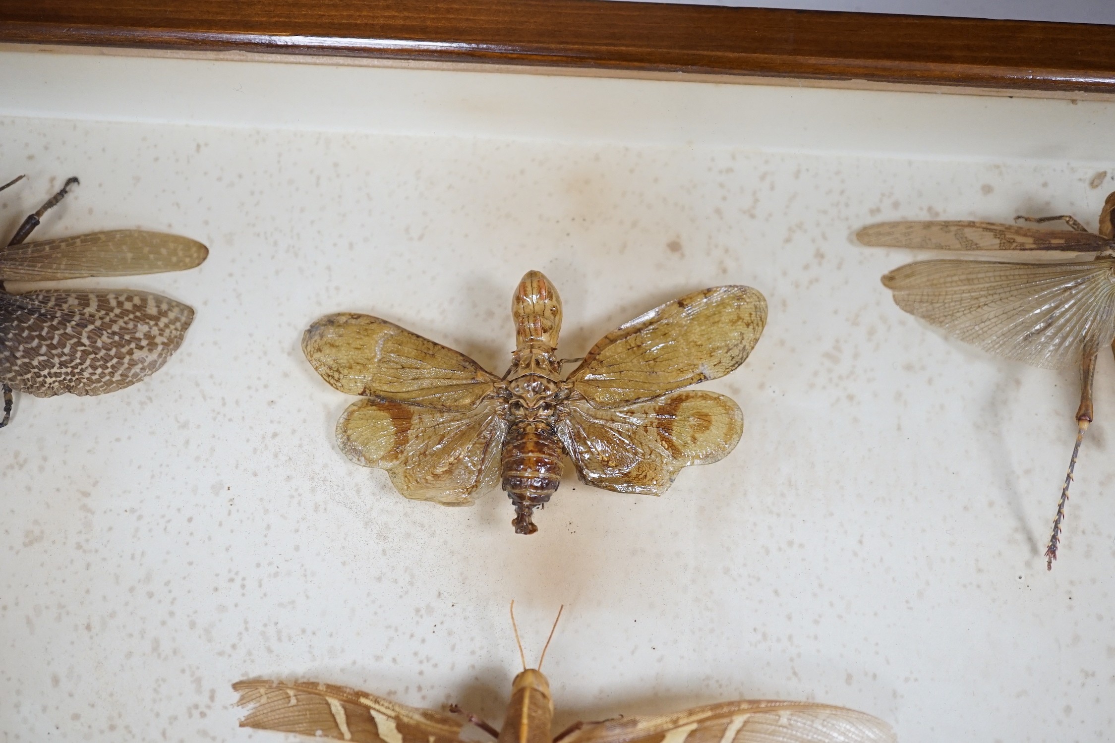 A cased group of taxidermic flying insects
